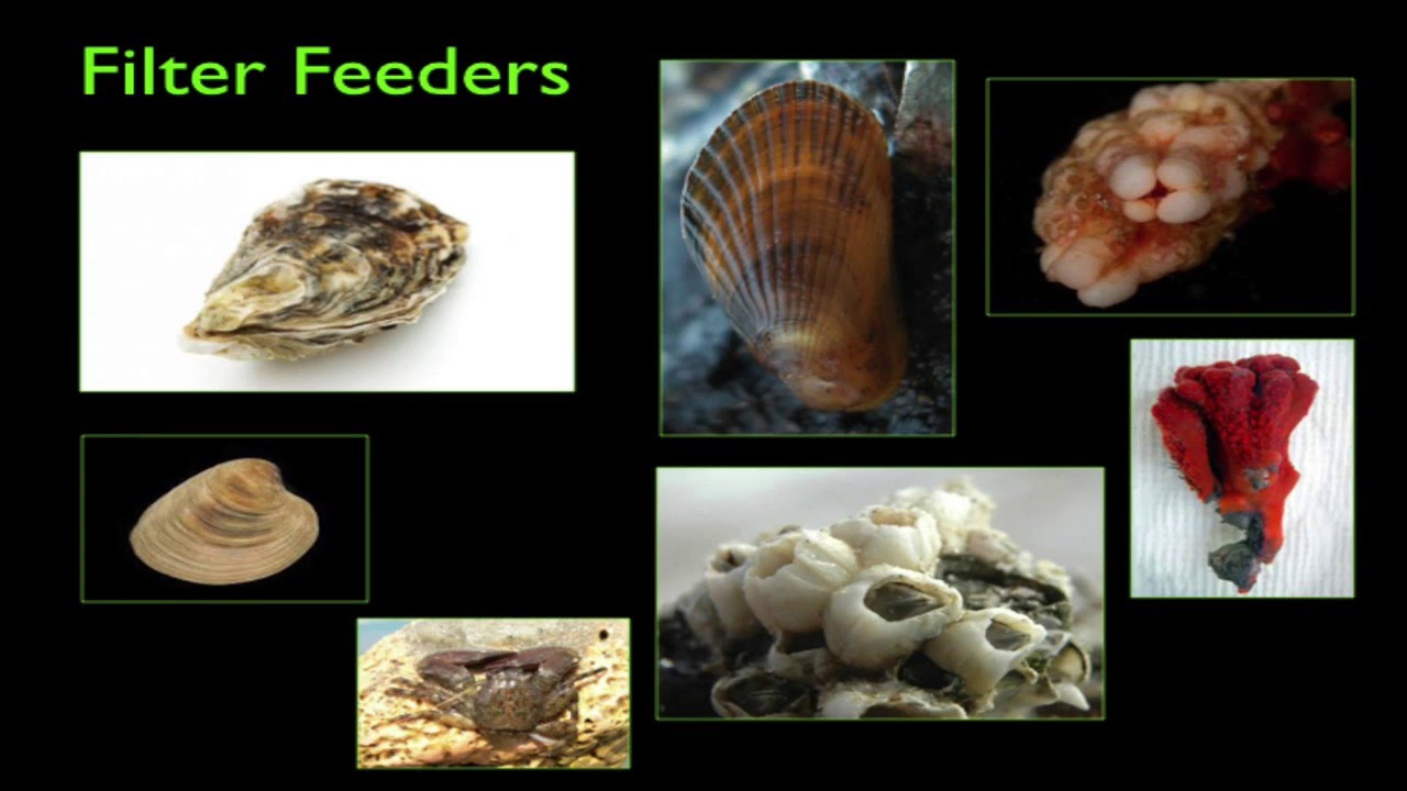 Filter-feeders in the Indian River Lagoon