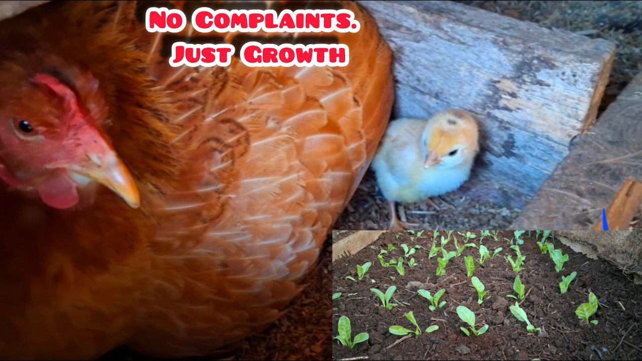 The Secret to Growing Again 🌿 Seeds, Chicks & Mindset