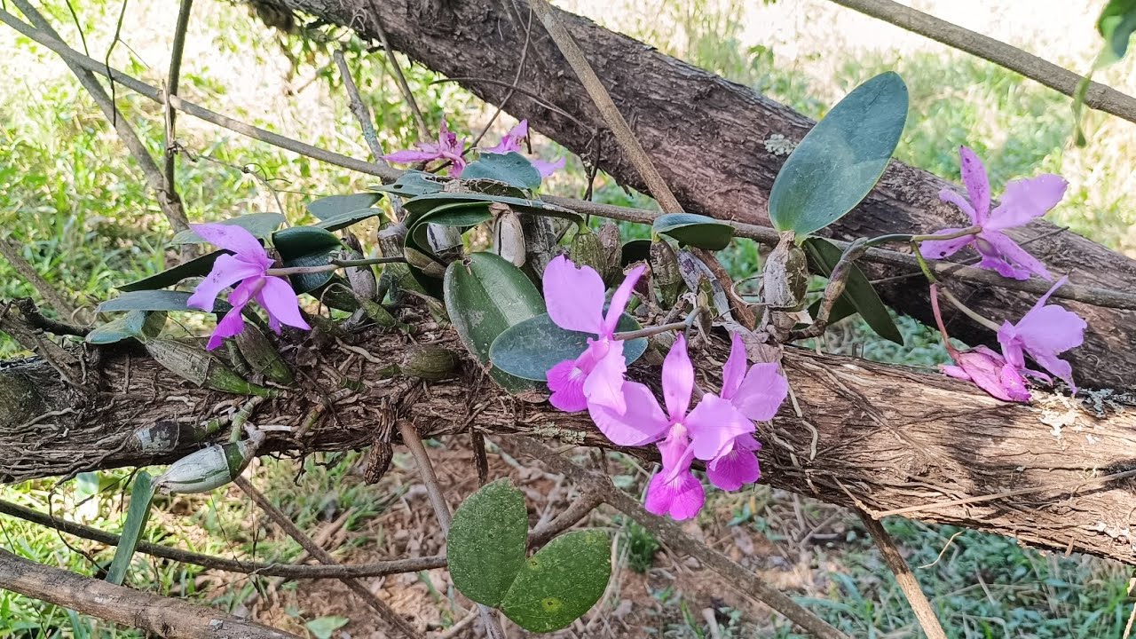 🌼Orquídeas & natureza. Um novo habitat repleto de orquídeas. Um achado espetacular