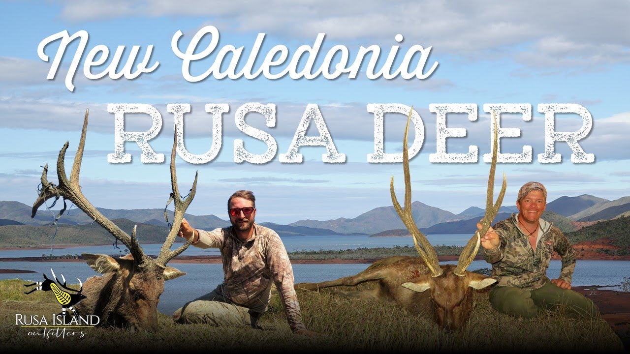 Roaring Rusa Stags in New Caledonia