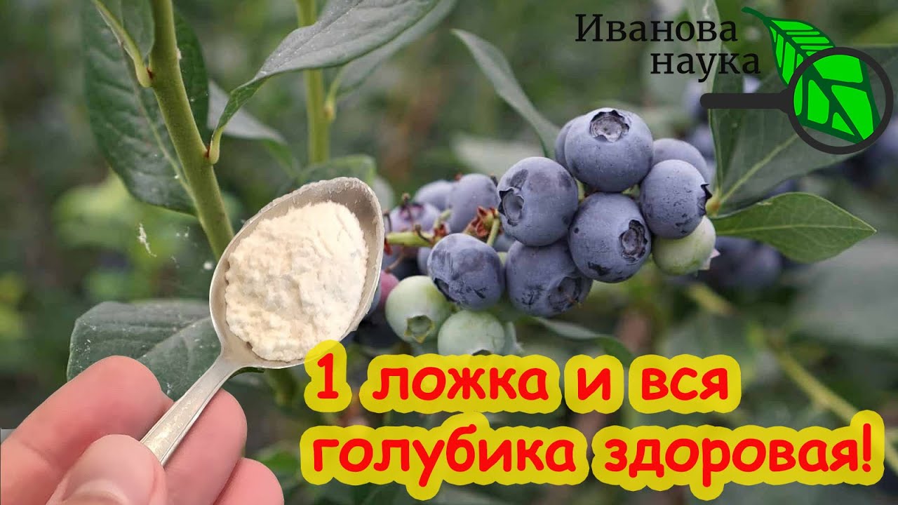ЛУЧШЕЕ УДОБРЕНИЕ ДЛЯ ГОЛУБИКИ! Достаточно 1 чайной ложки в год и голубика в полном порядке!