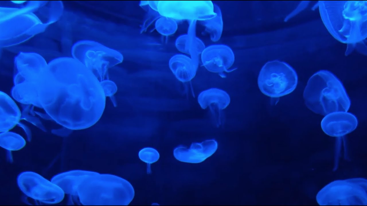 Entspannungsmusik mit Unterwassergeräusche ohne Musik