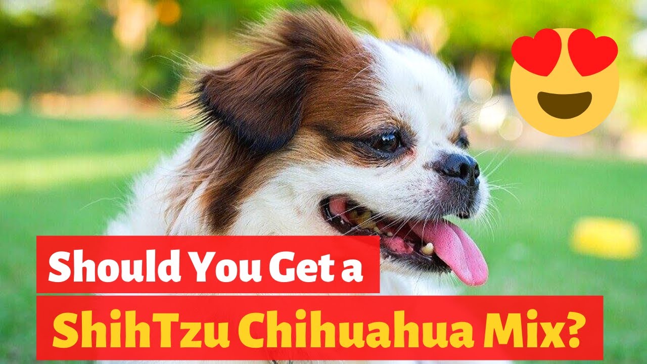 Interesting Facts about the Adorable Shih Tzu Chihuahua Mix (Shichi) | Should you get one?