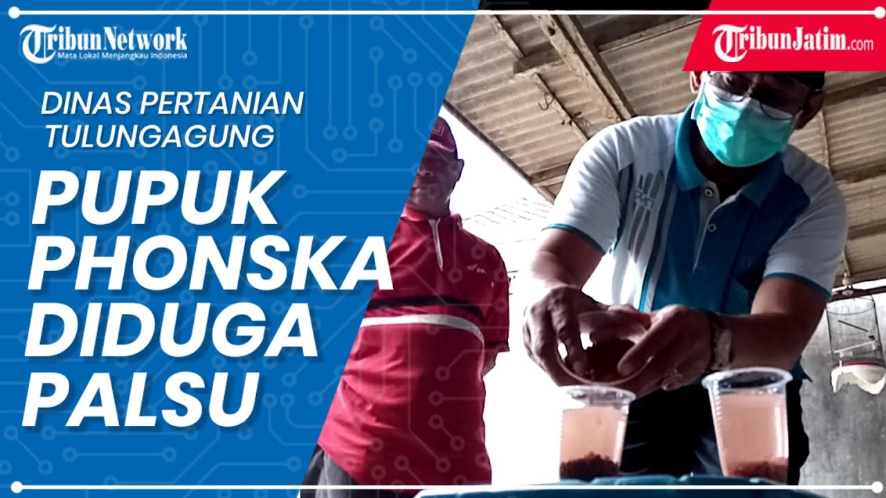 Dinas Pertanian Tulungagung Uji Sederhana Pupuk Phonska Yang Diduga Palsu, Begini Hasilnya