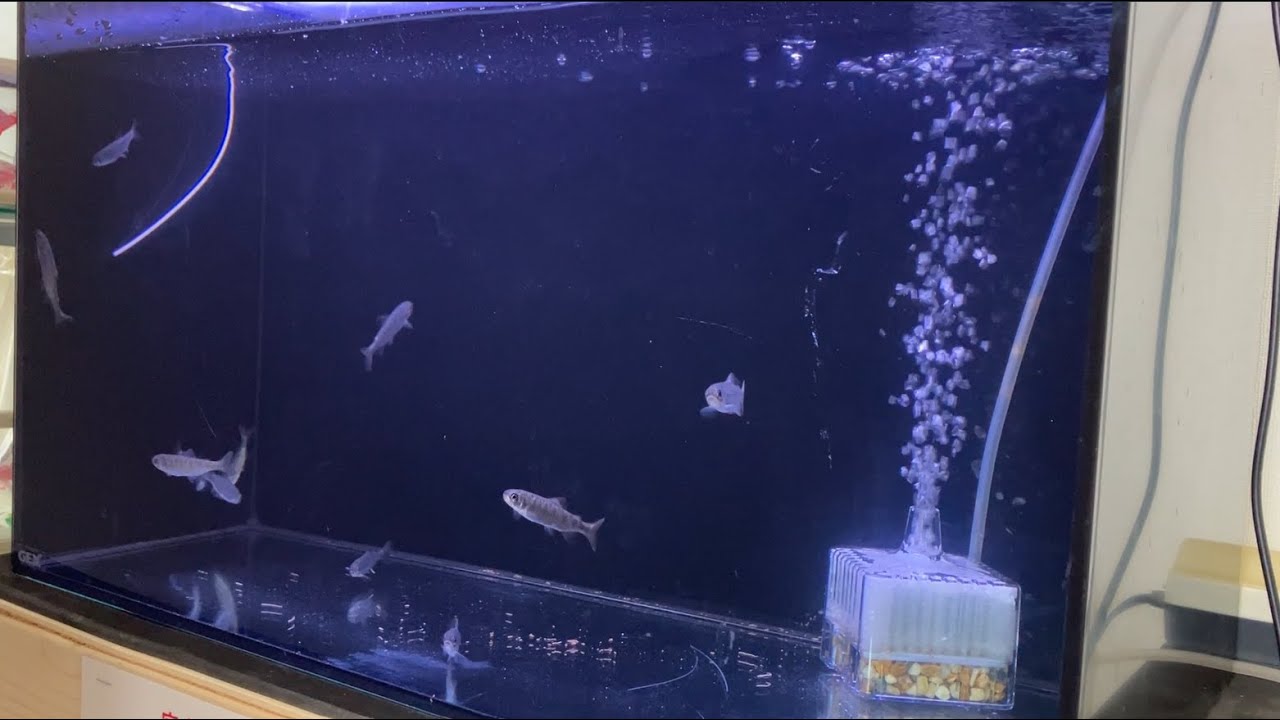 新しい水槽のキングサーモン稚魚たち(2026.1.9)