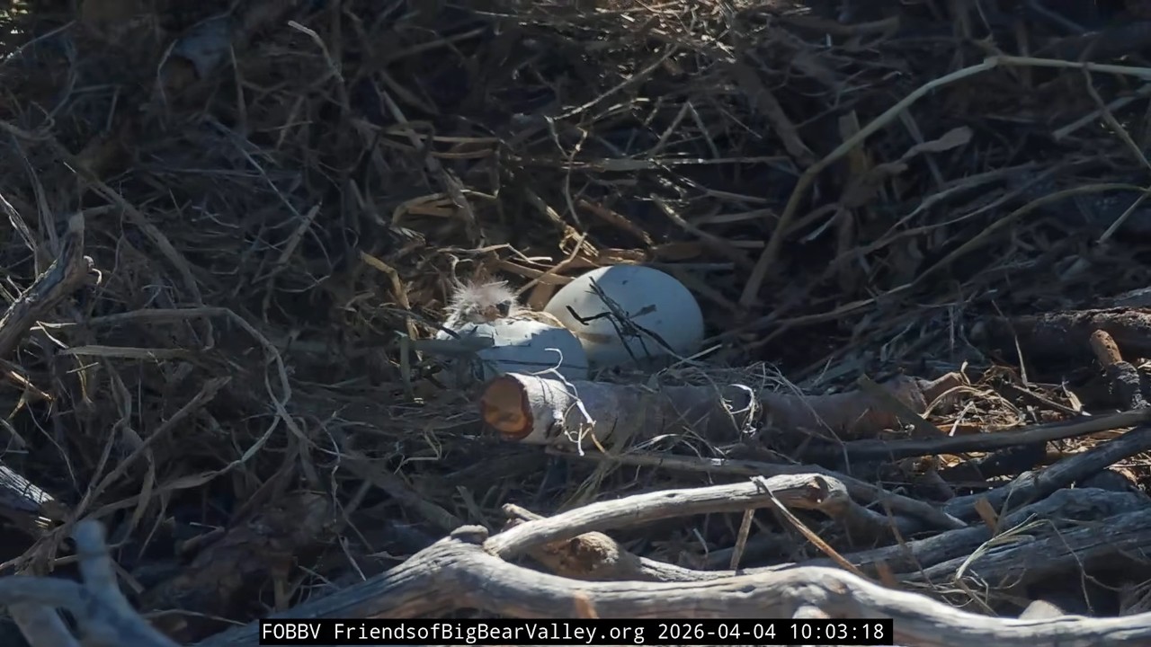 4-4-2026 Hatching and a Pip