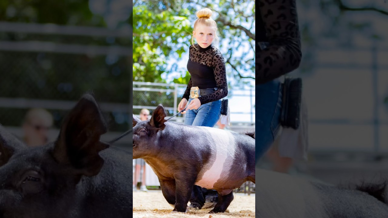The moment vs the picture! Karis in hog showmanship at Final Drive! #showpigs #karis #stockshowkid