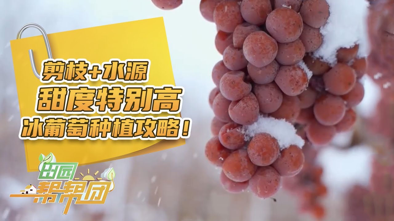 高手都严格把控葡萄剪枝时间！冰葡萄剪枝时间要因地制宜，剪早了一年到头白忙活！|「田园帮帮团」20240202