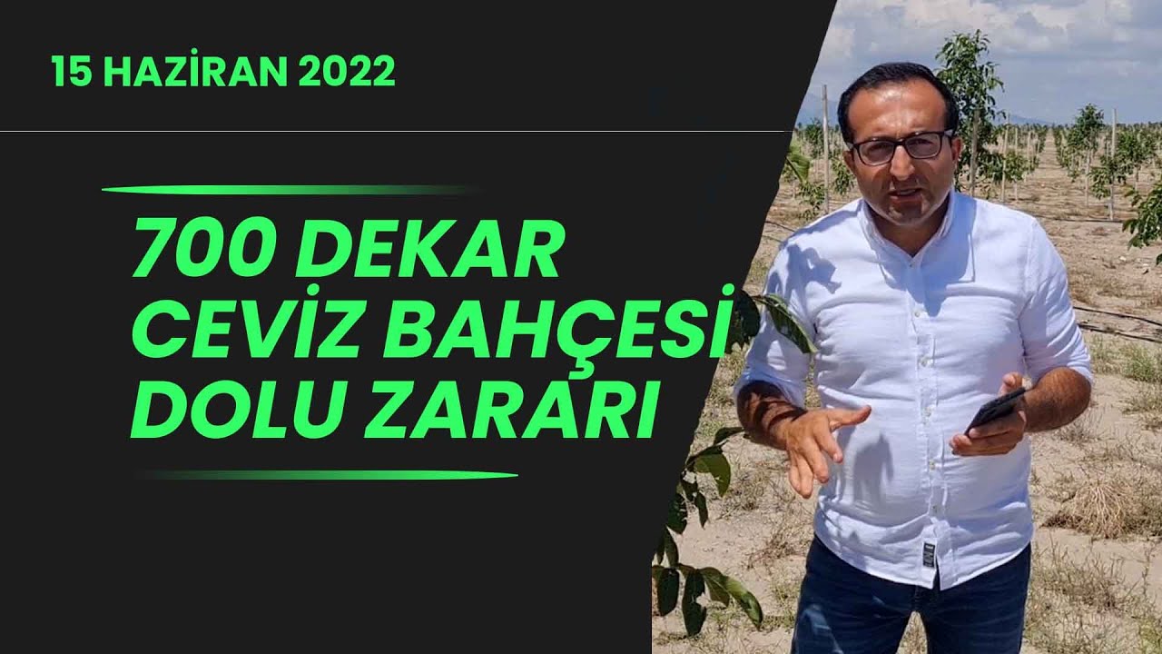 700 dekar Ceviz Bahçesi Dolu Zararı