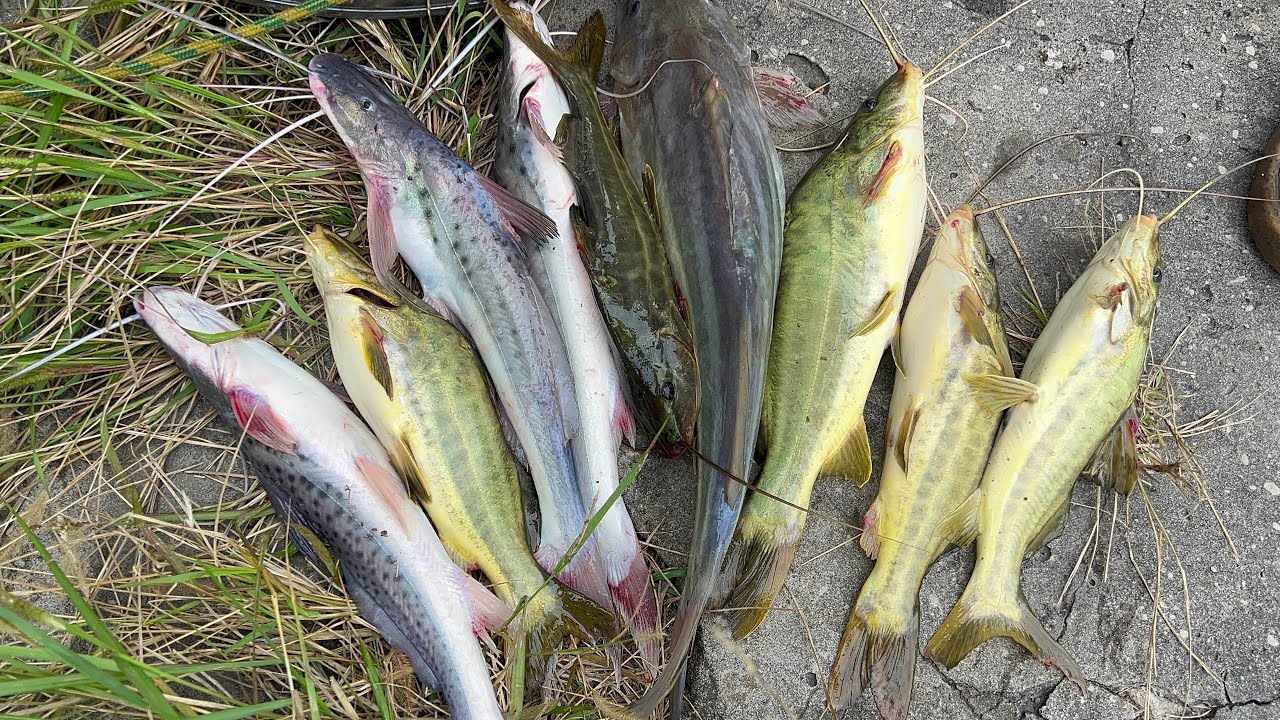 Bagres amarillos, Blancos y Patises “Pesca Peligrosa”  el lugar que no falla
