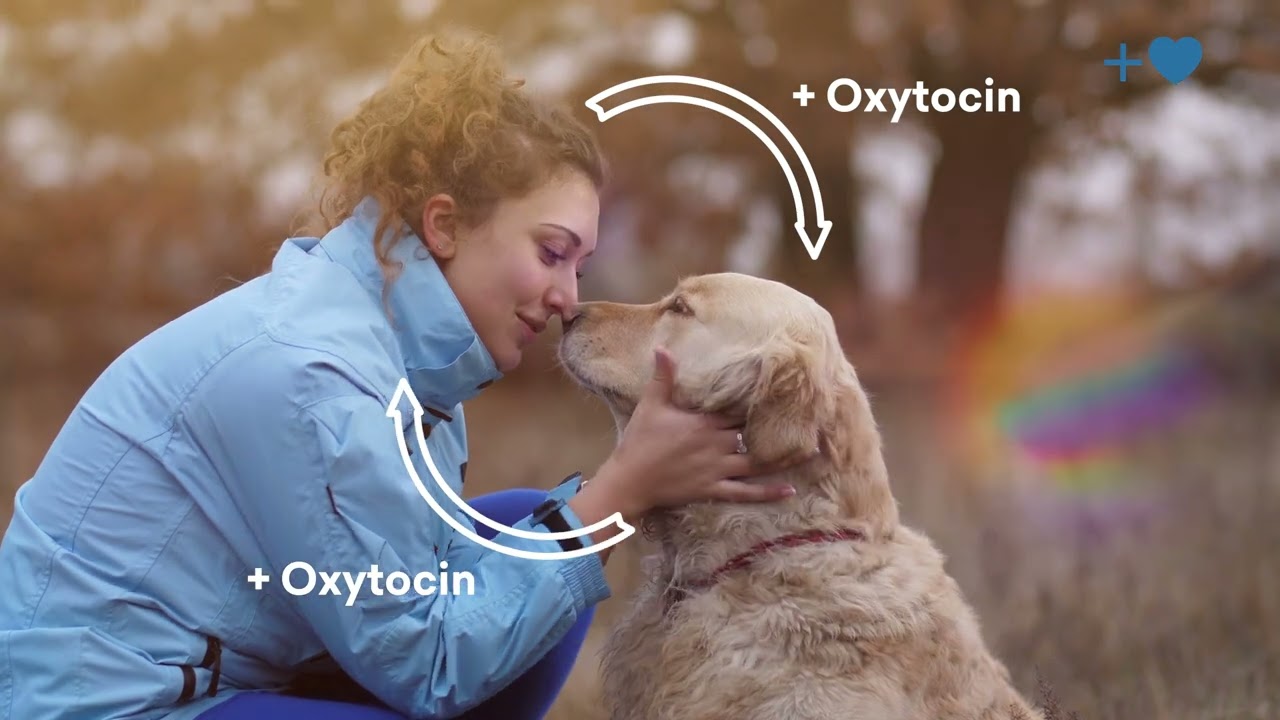 Exploring The Beneficial Bond Between People And Dogs