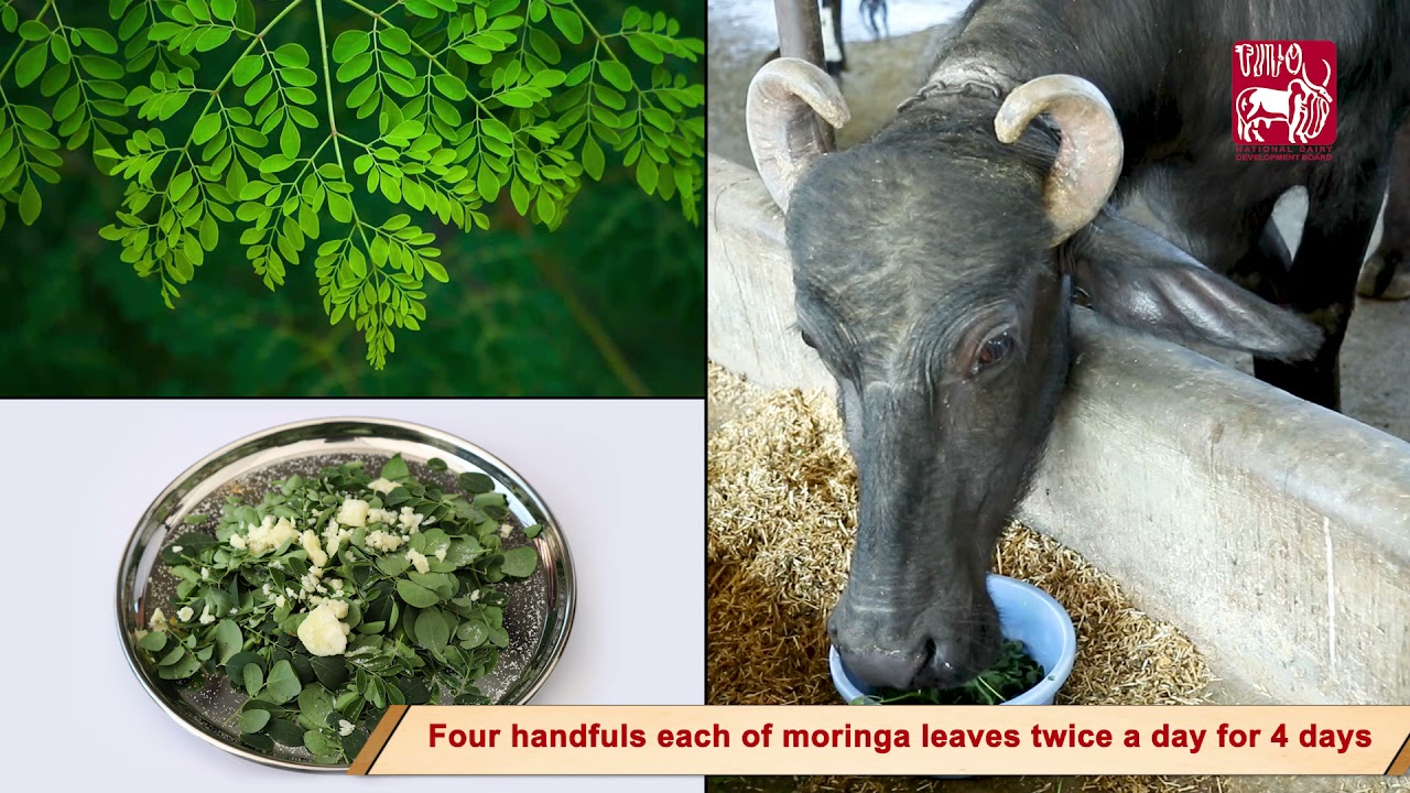 Ethno-veterinary treatment for Anoestrus