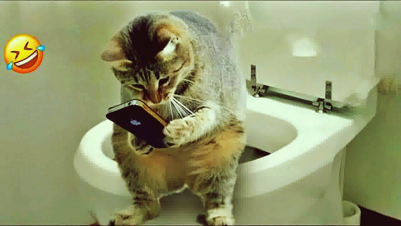 𝐅𝐮𝐧𝐧𝐲 𝐃𝐎𝐆𝐒 𝐚𝐧𝐝 𝐂𝐀𝐓𝐒 𝐕𝐢𝐝𝐞𝐨𝐬 𝟐𝟎𝟐𝟒 😸🐱😻 𝐁𝐞𝐬𝐭 𝐅𝐮𝐧𝐧𝐢𝐞𝐬𝐭 𝐀𝐧𝐢𝐦𝐚𝐥 𝐕𝐢𝐝𝐞𝐨𝐬 😂