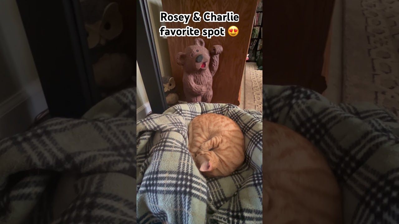 ROSEY AND CHARLIE SLEEPING FAVORITE SPOT 😍😎
