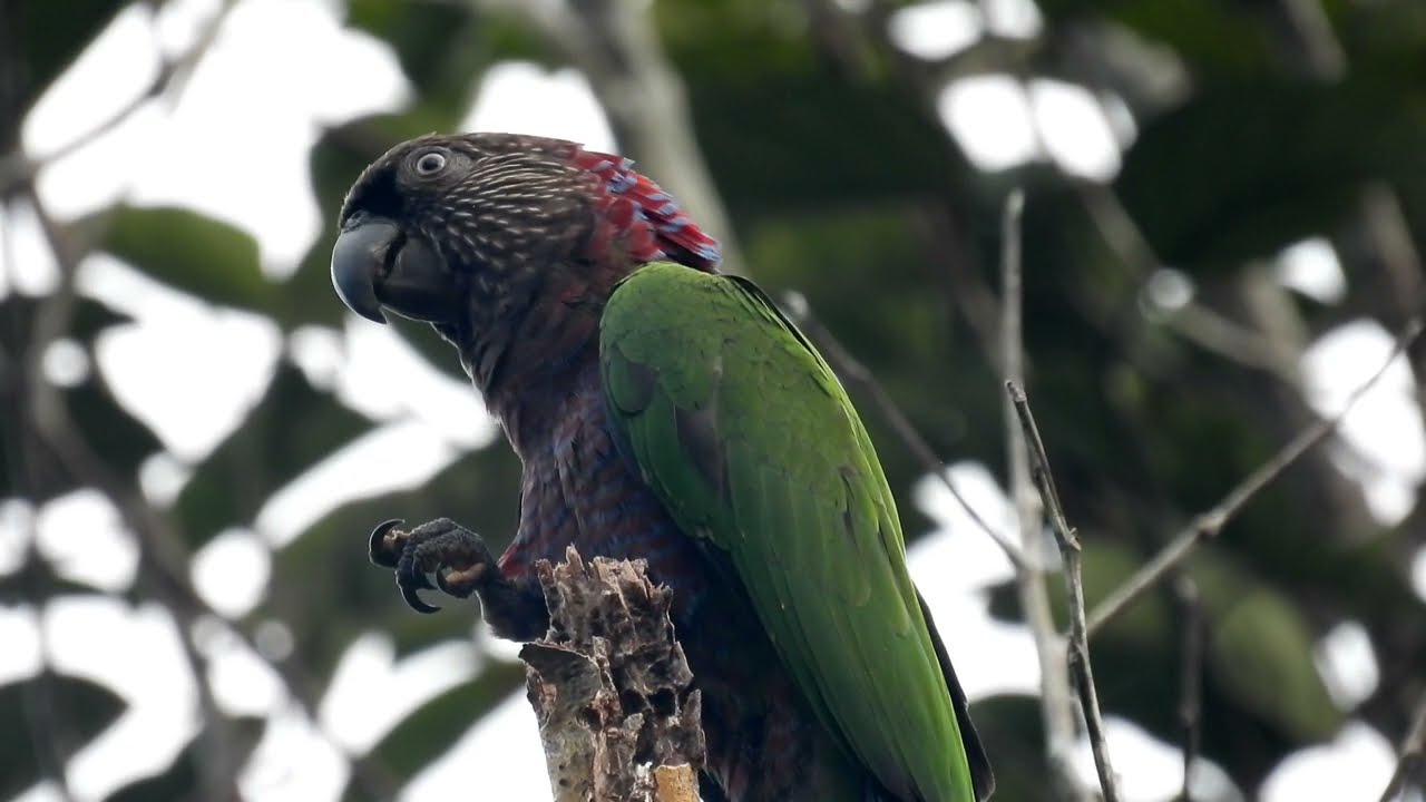 BIRDING IN MITU, COLOMBIA 2023.