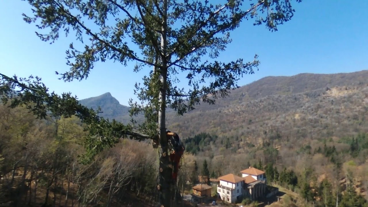 ABBATTIMENTO ABETE 44MT TREECLIMBING