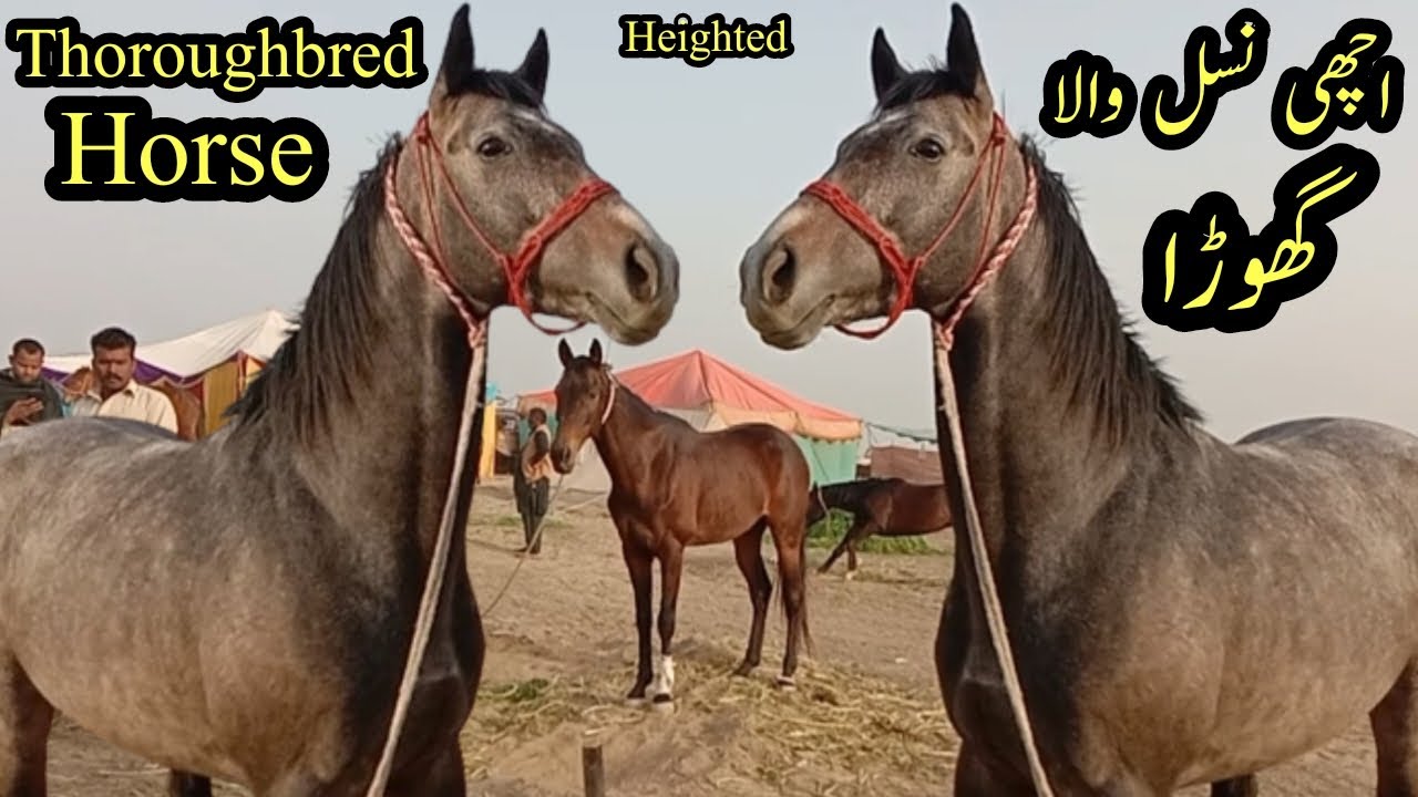 Heighted Thoroughbred Horse in Festival of Pakistan || Malik of Wah