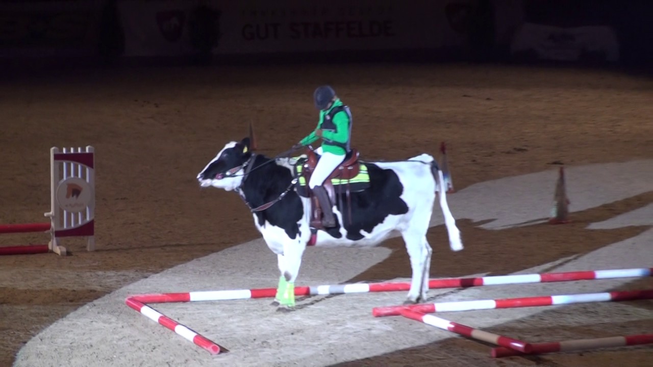 REITEN und ZUCHT-Video: Kuh Betty unter Lucy Müller