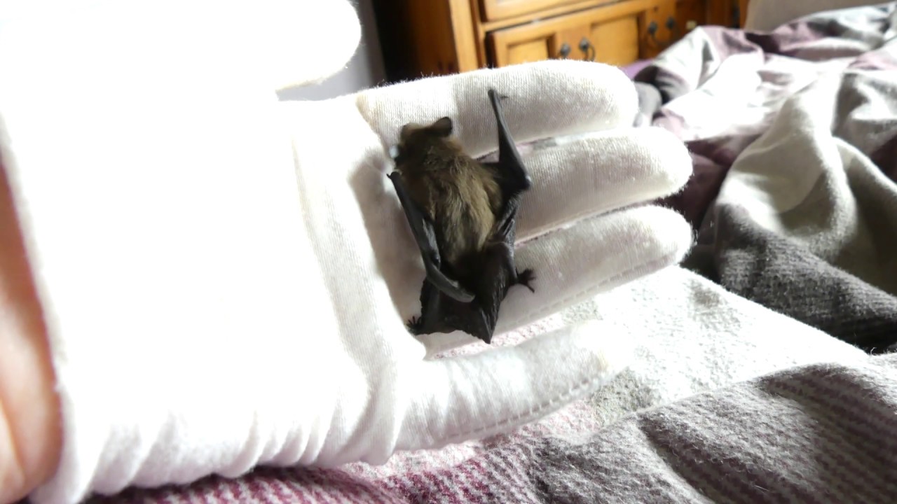 Bud the Bat doing press-ups