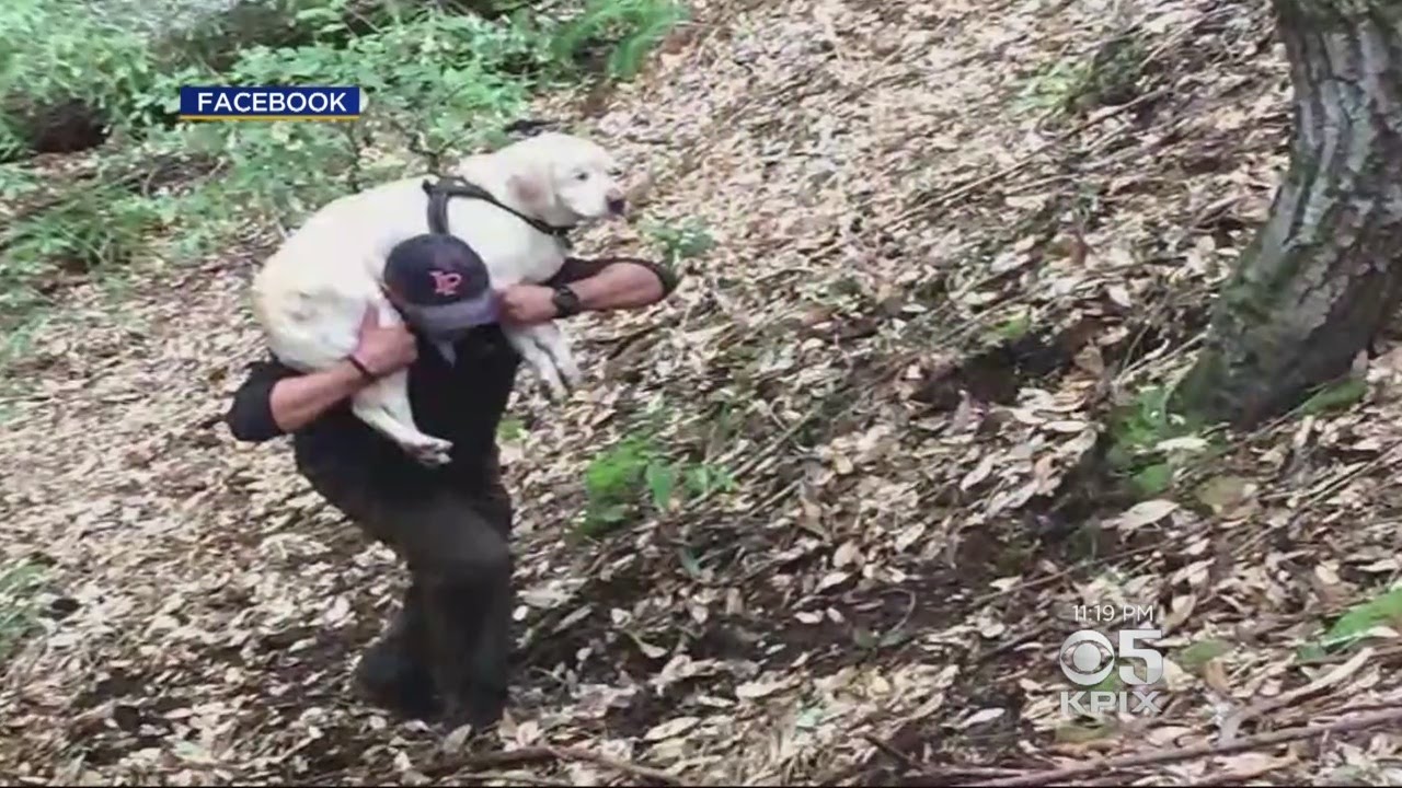 Blind Dog Rescued In Santa Cruz Mountains After A Week Missing