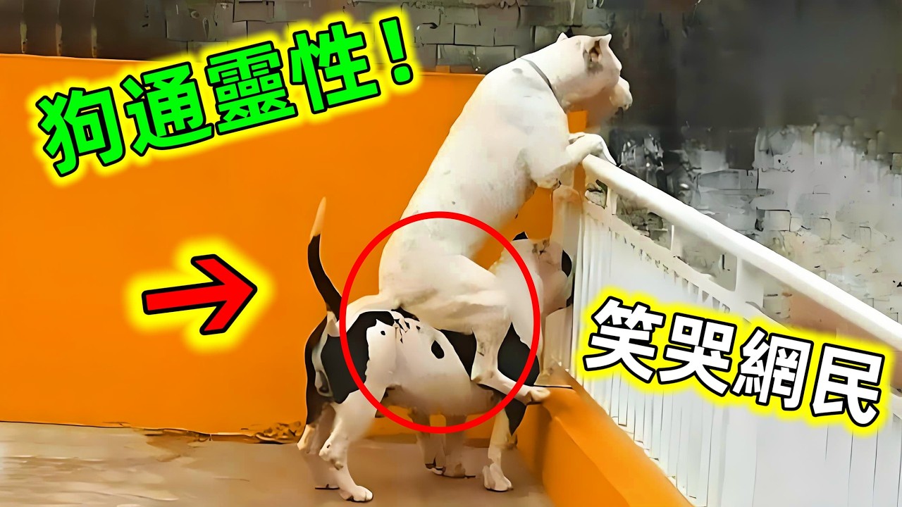 這些狗狗成精了！原來狗狗也有靈性，尤其最後一個看哭無數網民#動物暖心 #動物暖心故事 #動物的迷惑行為 #狗狗 #狗 #狗通人性 #狗有靈性 #世界之最 #老王看世界