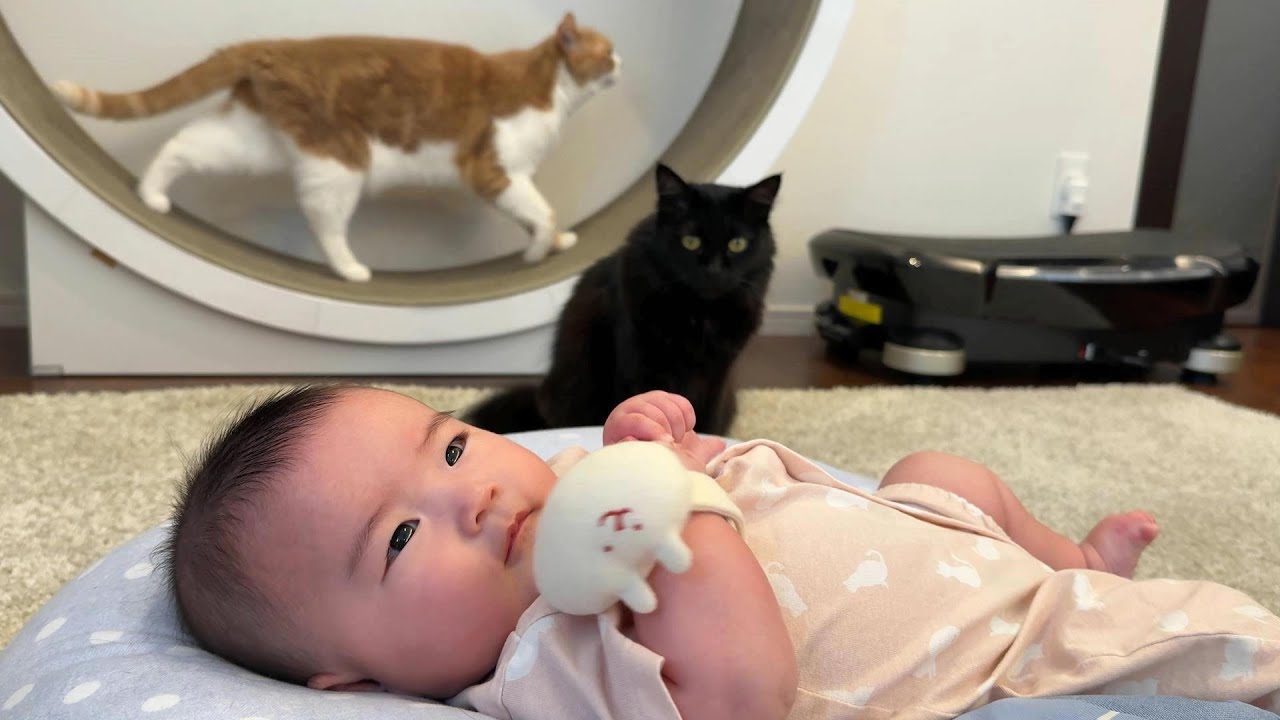 天使みたいな赤ちゃんにヤキモチを焼いた猫が可愛すぎた　