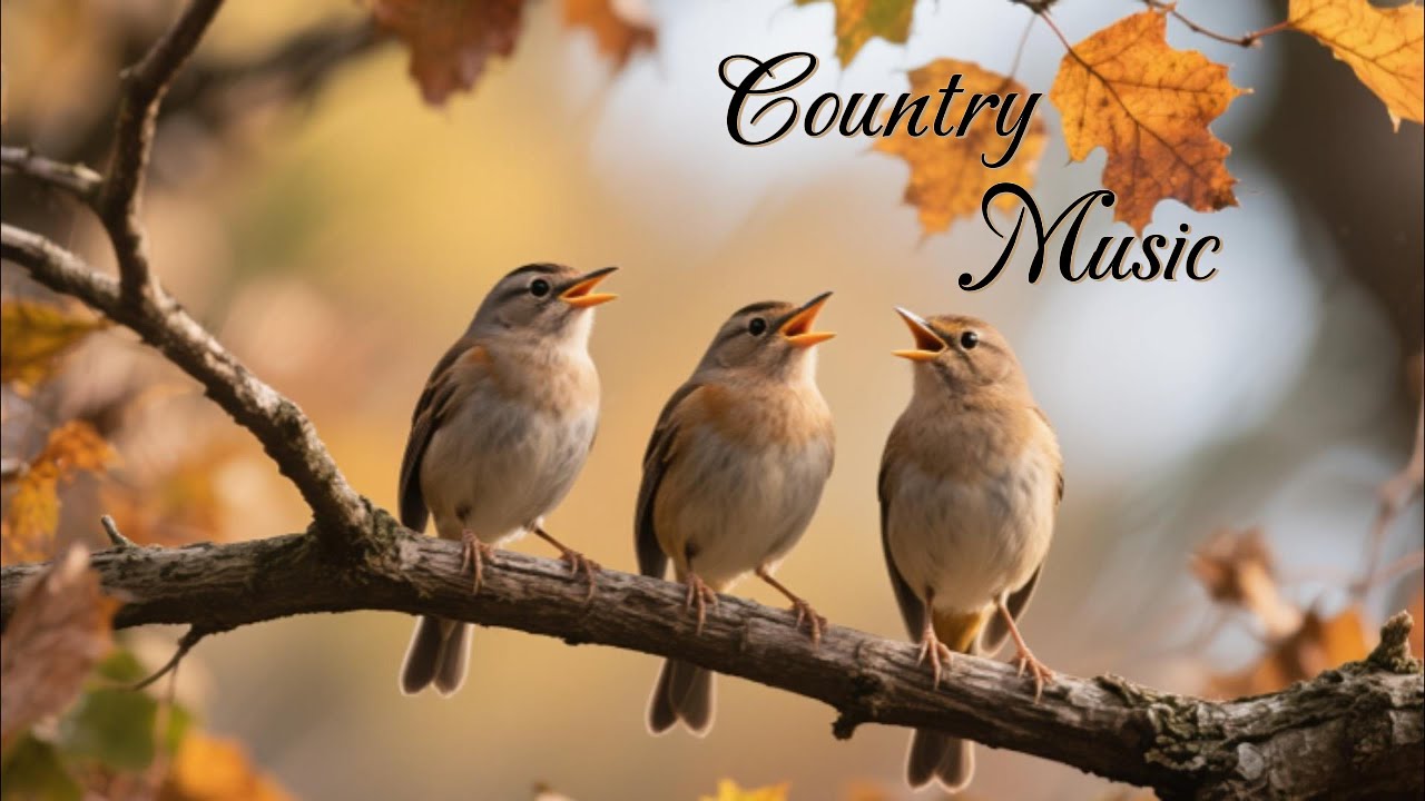 Country Music With Gentle Melodies Takes You Back to the Old Memories