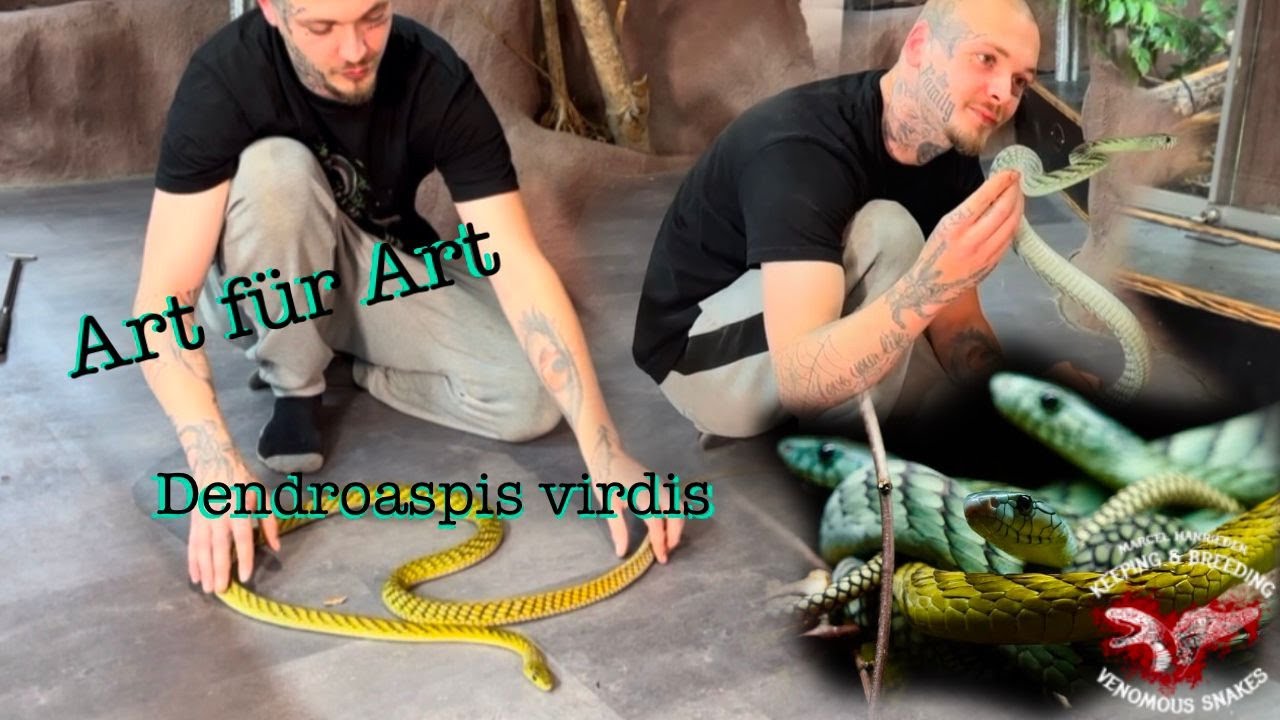 Zweites Video - Art für Art Dendroaspis Viridis
