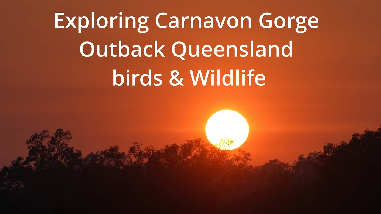 Exploring Carnarvon Gorge, Outback Queensland. Birds & Wildlife.