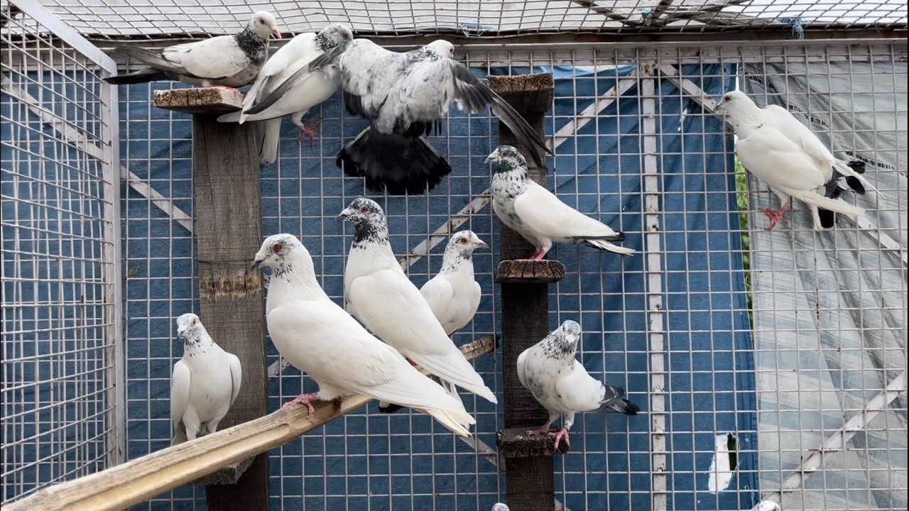 Lokender Ustad ke best quality madrasi kabootar for sale in delhi | Delhi white pigeons