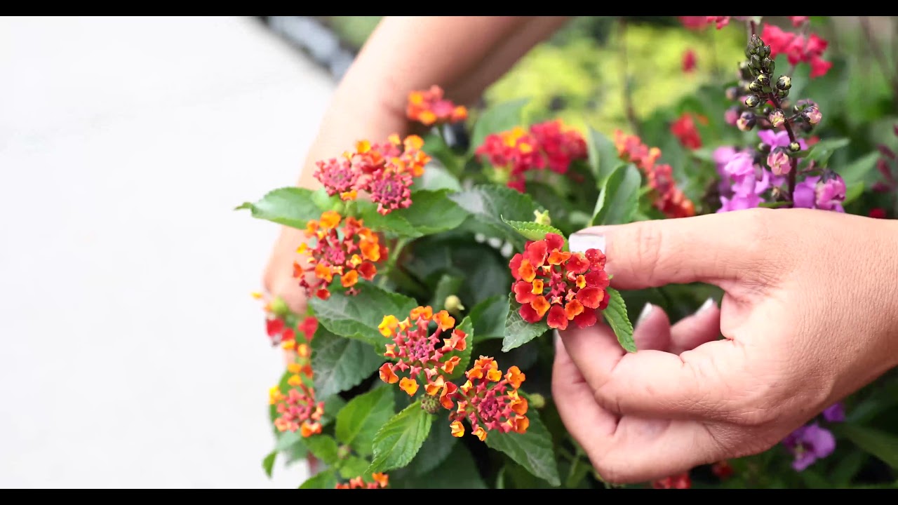 How to Attract Hummingbirds to Your Garden with Sarah Smith