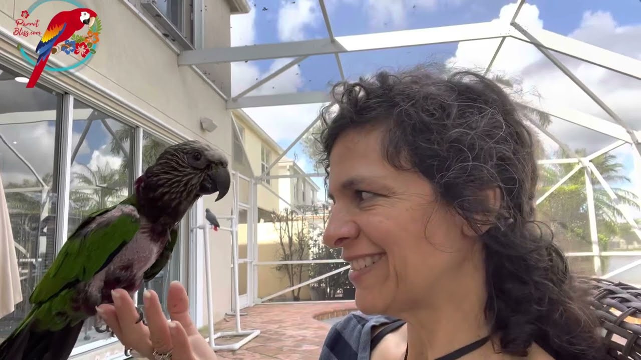Stop Plucking! What I&rsquo;m Trying With My Hawk-headed #parrot #parrot_bliss