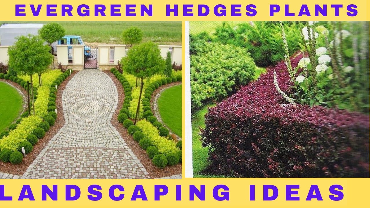 plants for hedges| hedge plant ideas for landscaping | plants for hedge | @refugiogreen