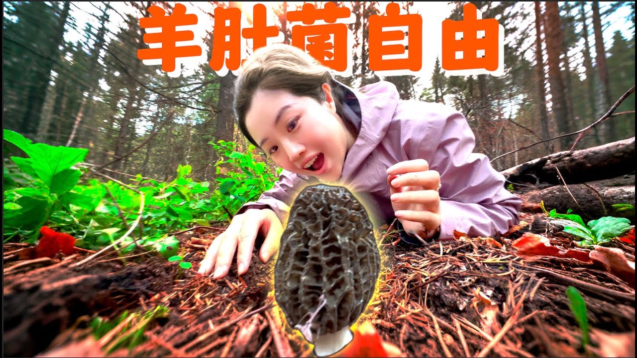 加拿大野生羊肚菌爆桶 炖一锅红烧肉炫不停