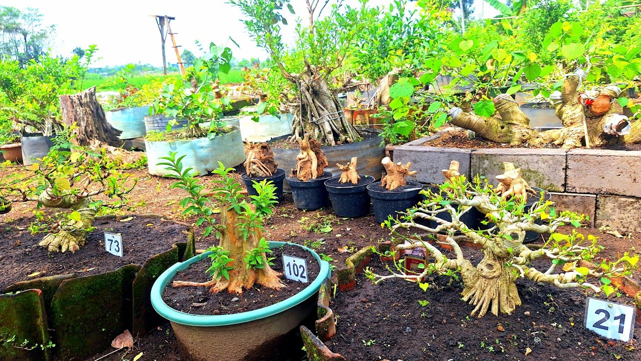 Review Harga Berbagai Jenis Murmer WaO8533O175237 (BP Lumanjang)