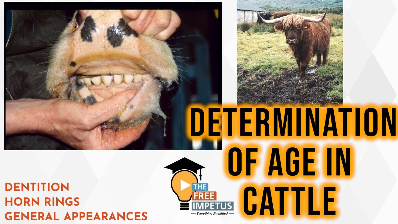 3.3 Determination Of Age In Cattle by Dentition for vhse lsm students and livestock inspector psc