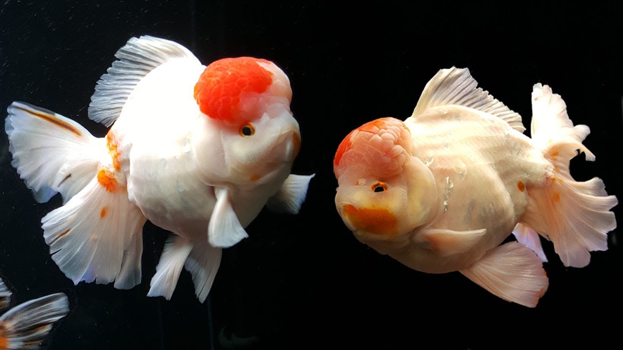 Aww These Goldfish are great ! World champion quality goldfish