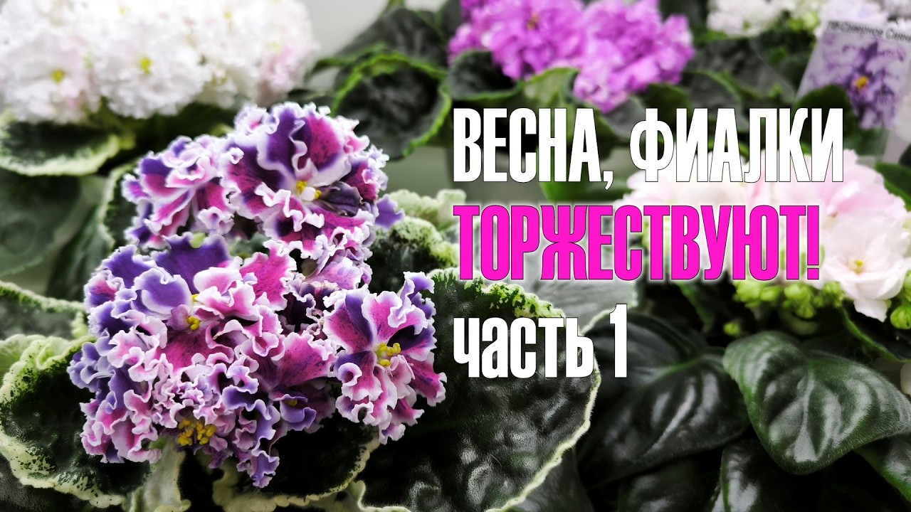 Обзор выставки группы Московская Фиалка в Доме Фиалки 20-30 марта 2026