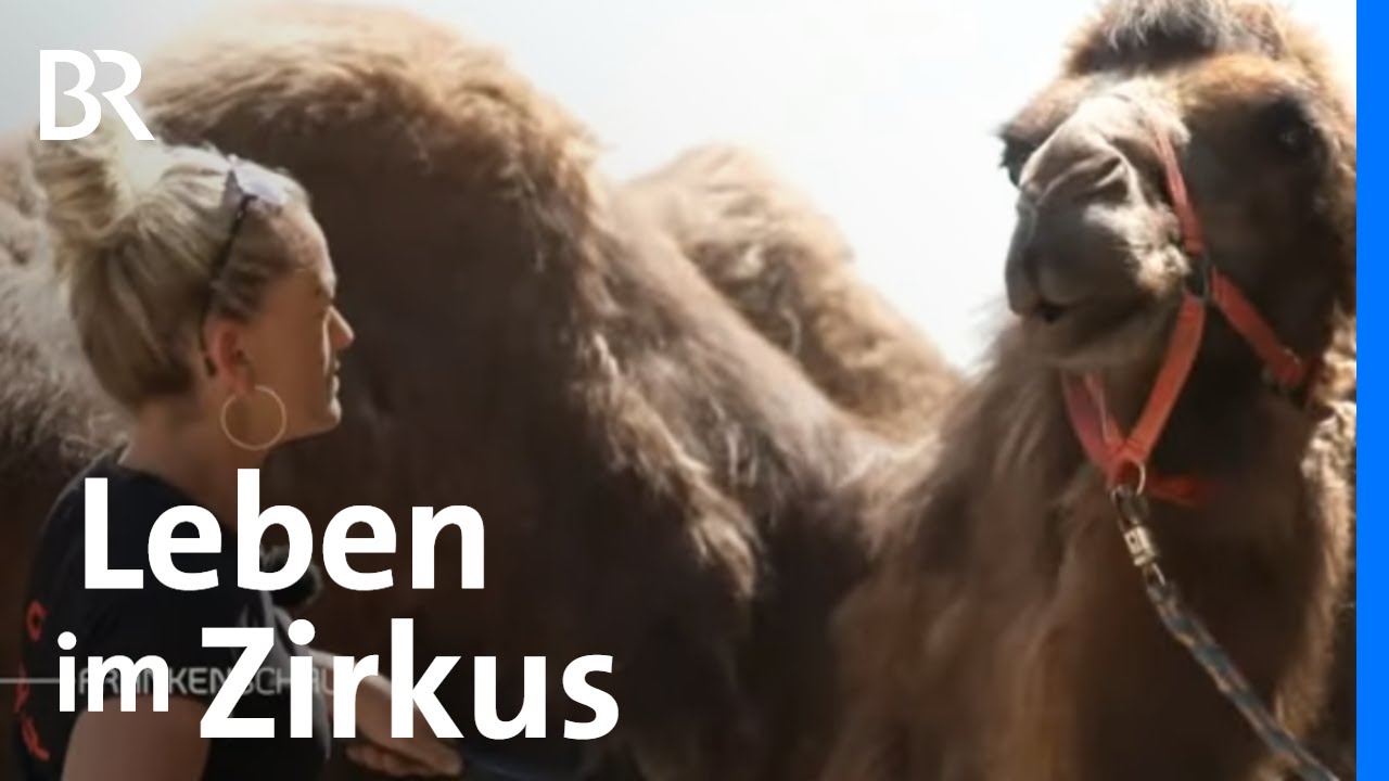 Ein Leben in der Manege: Circus Central | Aufwachsen im Zirkus | Frankenschau | BR