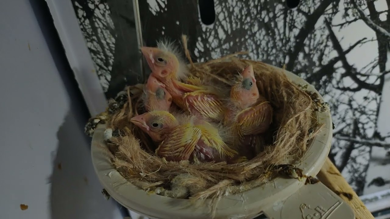 Se conosci carattere ed atteggiamenti tutto diventa più facile...