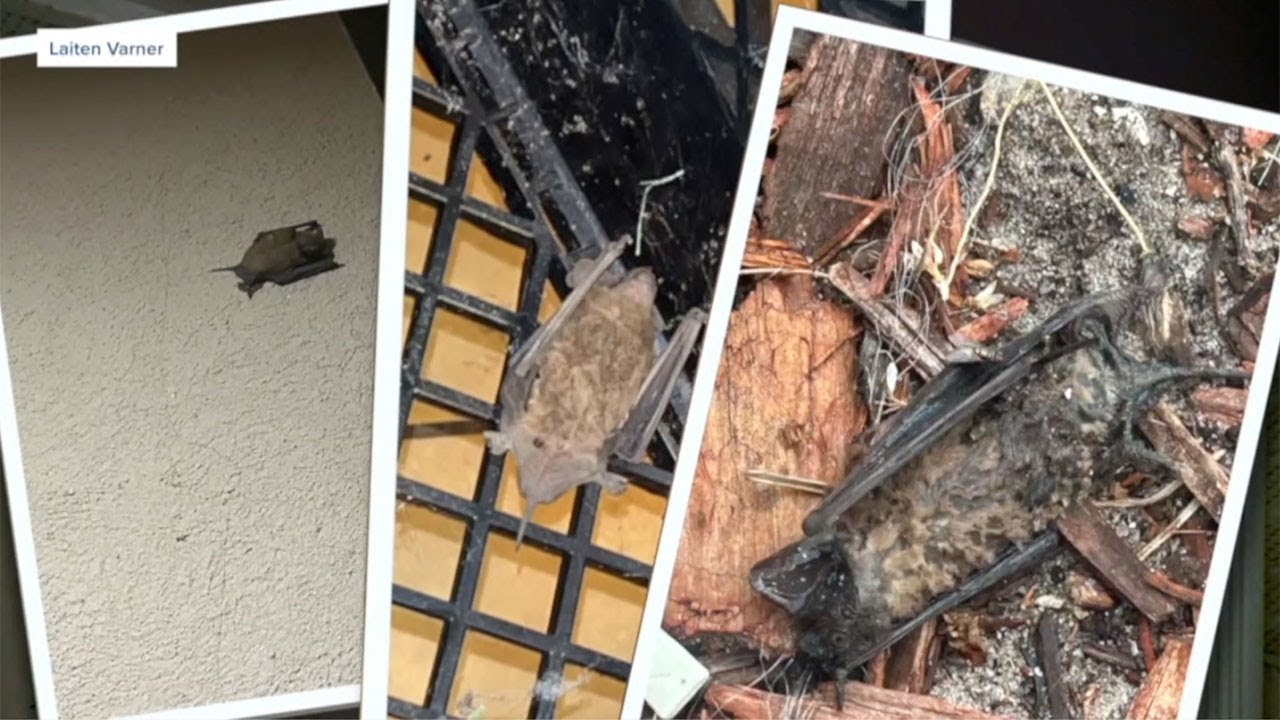 Fort Pierce apartment complex infested with 'hundreds' of bats