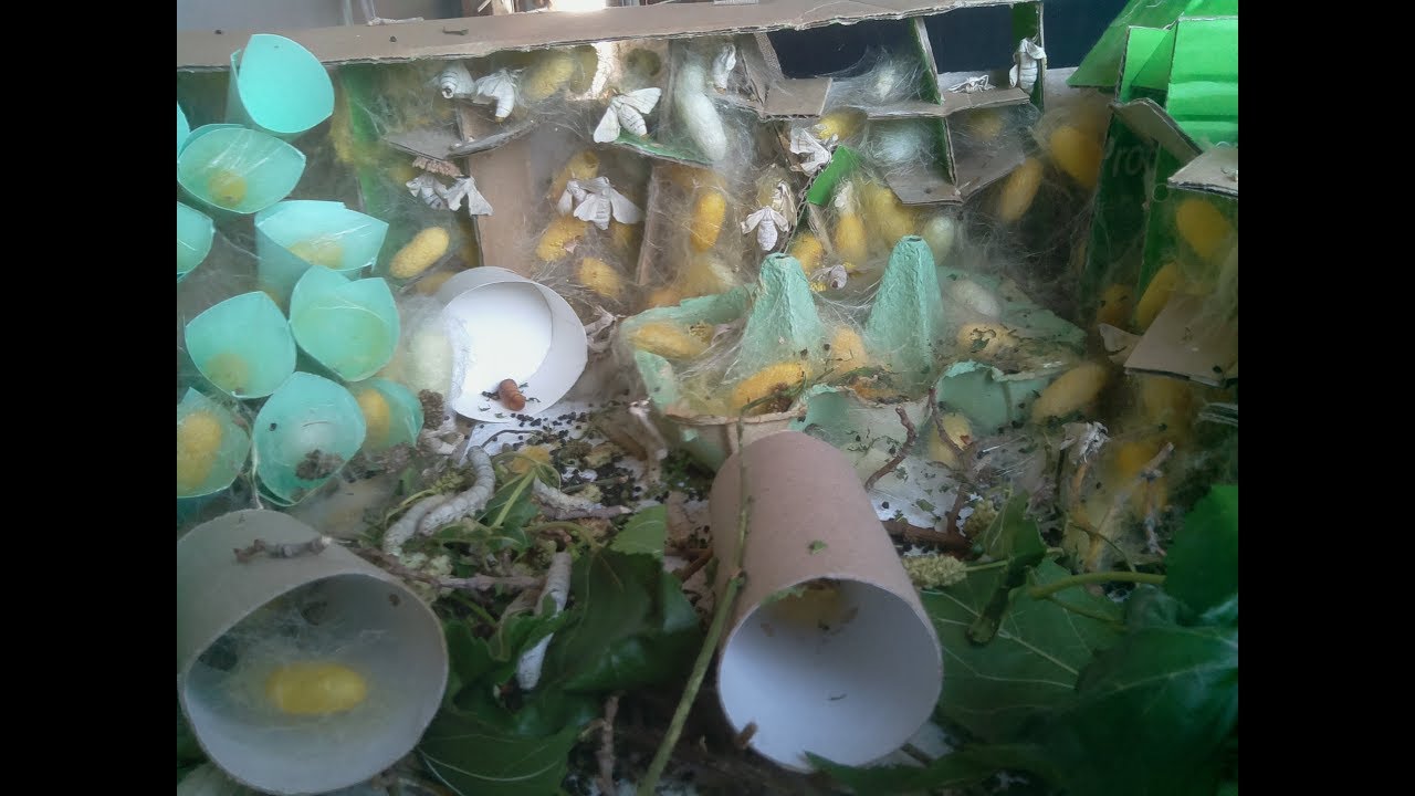Gusanos de seda, timelapse con todas las etapas - silkworm life cycle timelapse