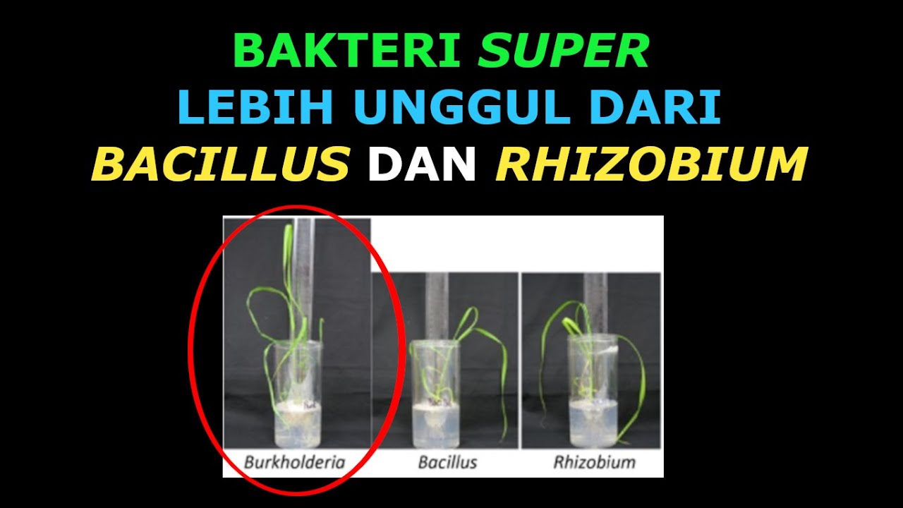 Cara Membuat Bakteri Penambat Nitrogen, Pelarut  Fosfat dan Kalsium Super dari Akar Tanaman Ini