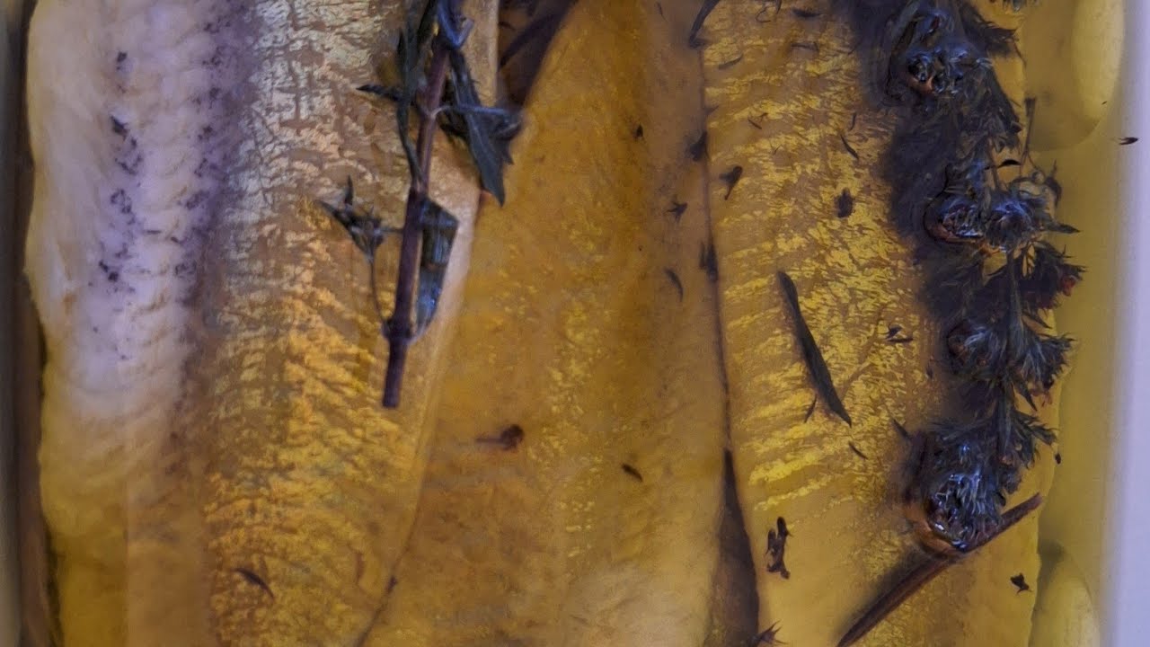 Salzheringsfilets zu Matjes verarbeiten 