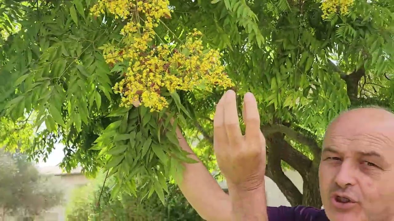 צמח השבוע: פנסית דו-נוצתית