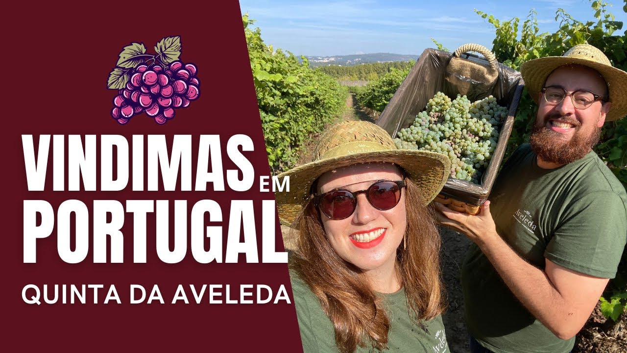 Vindimas em Portugal na Quinta da Aveleda 🇵🇹