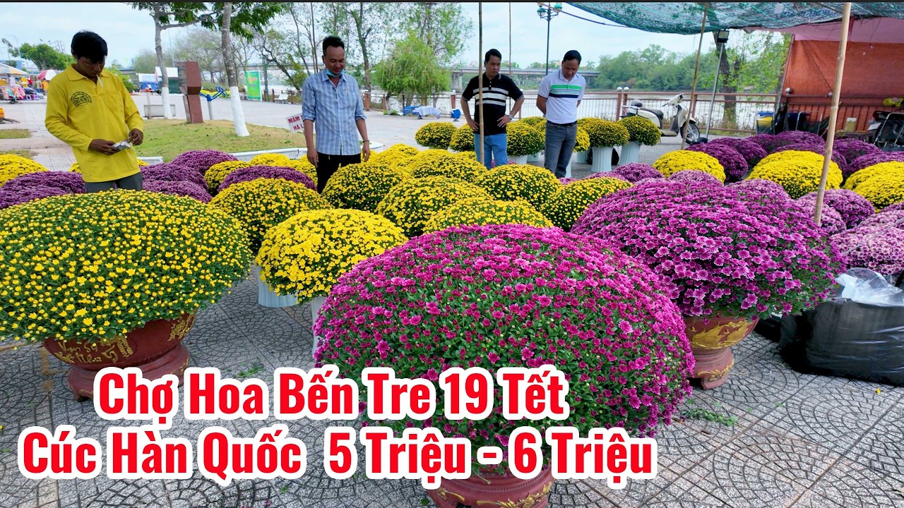 Chợ Hoa Bến Tre 19 Tết| Quá đẹp Cúc Mâm Xôi Hàn Quốc đủ màu sắc