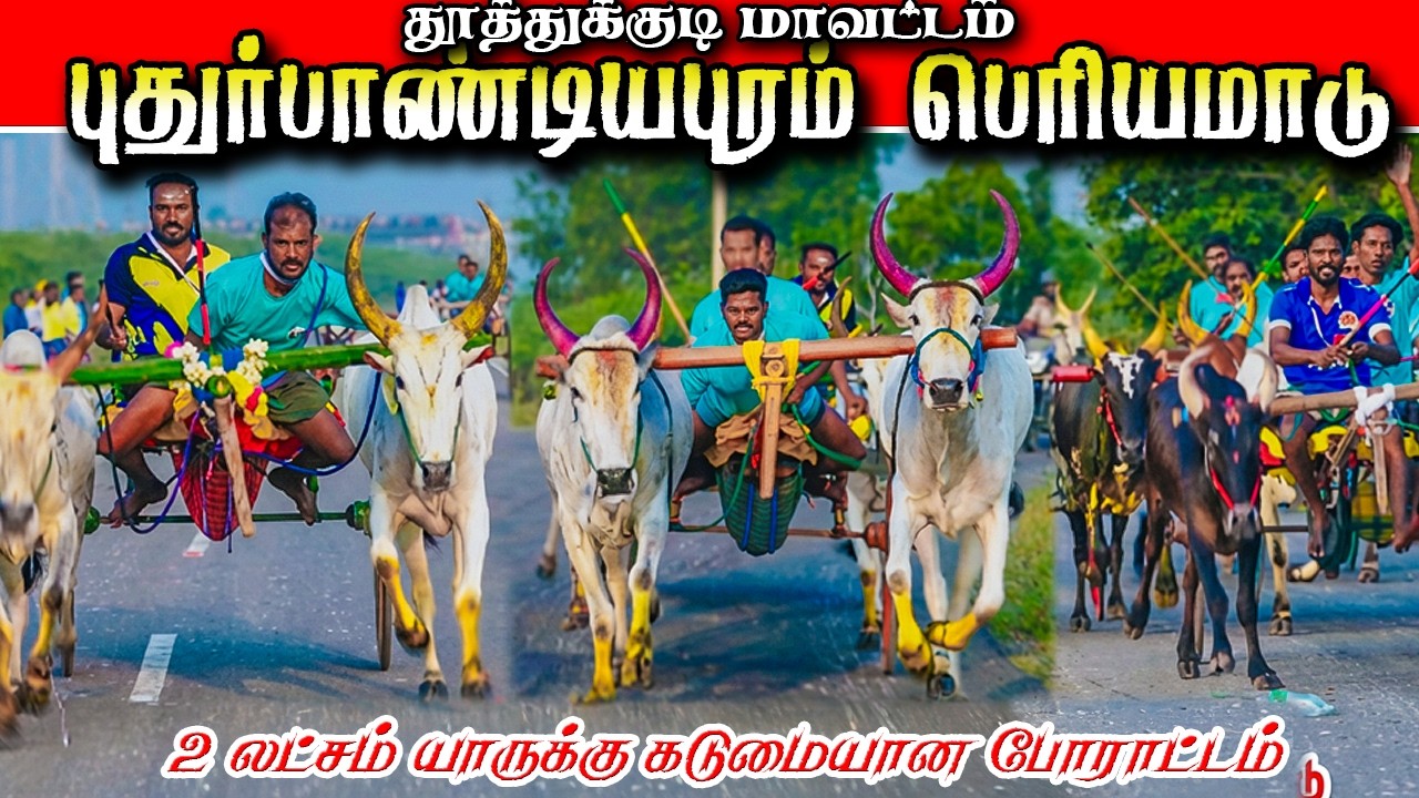  2.00000 லாச்சம் தூத்துக்குடி புதூர் பாண்டியாபுரம் பெரியமாடு  பந்தயம் #krish_studio_kattumavadi