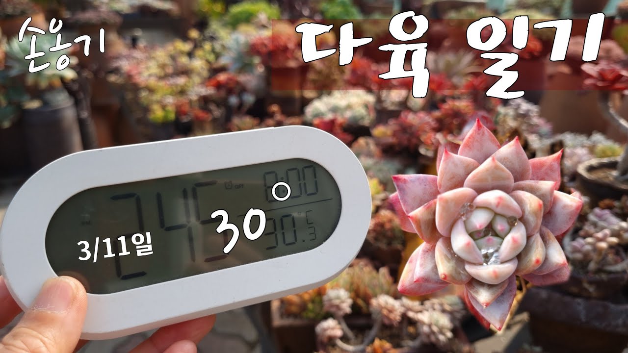 (다육일기) 365일 다육생활 ✨️온도차가 있는 요즘은 물 줄때 🔸️Growing Succulents Well #다육#다육화분