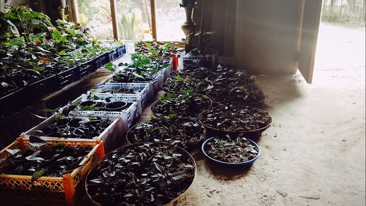 444 හදනවා නම් කොහේ මොකෝ#anthurium #gardenflowers #gardenplants #agricultural 